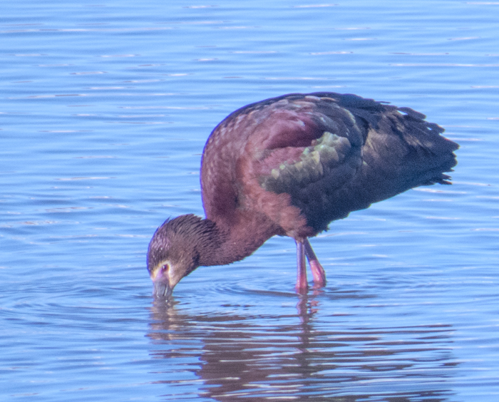 White Faced Ibis 1.jpg